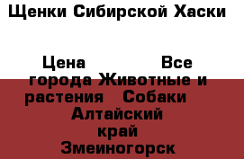 Щенки Сибирской Хаски › Цена ­ 20 000 - Все города Животные и растения » Собаки   . Алтайский край,Змеиногорск г.